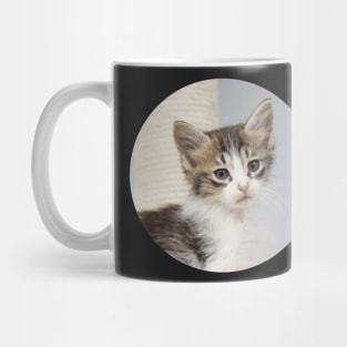 shelter kitten Mug